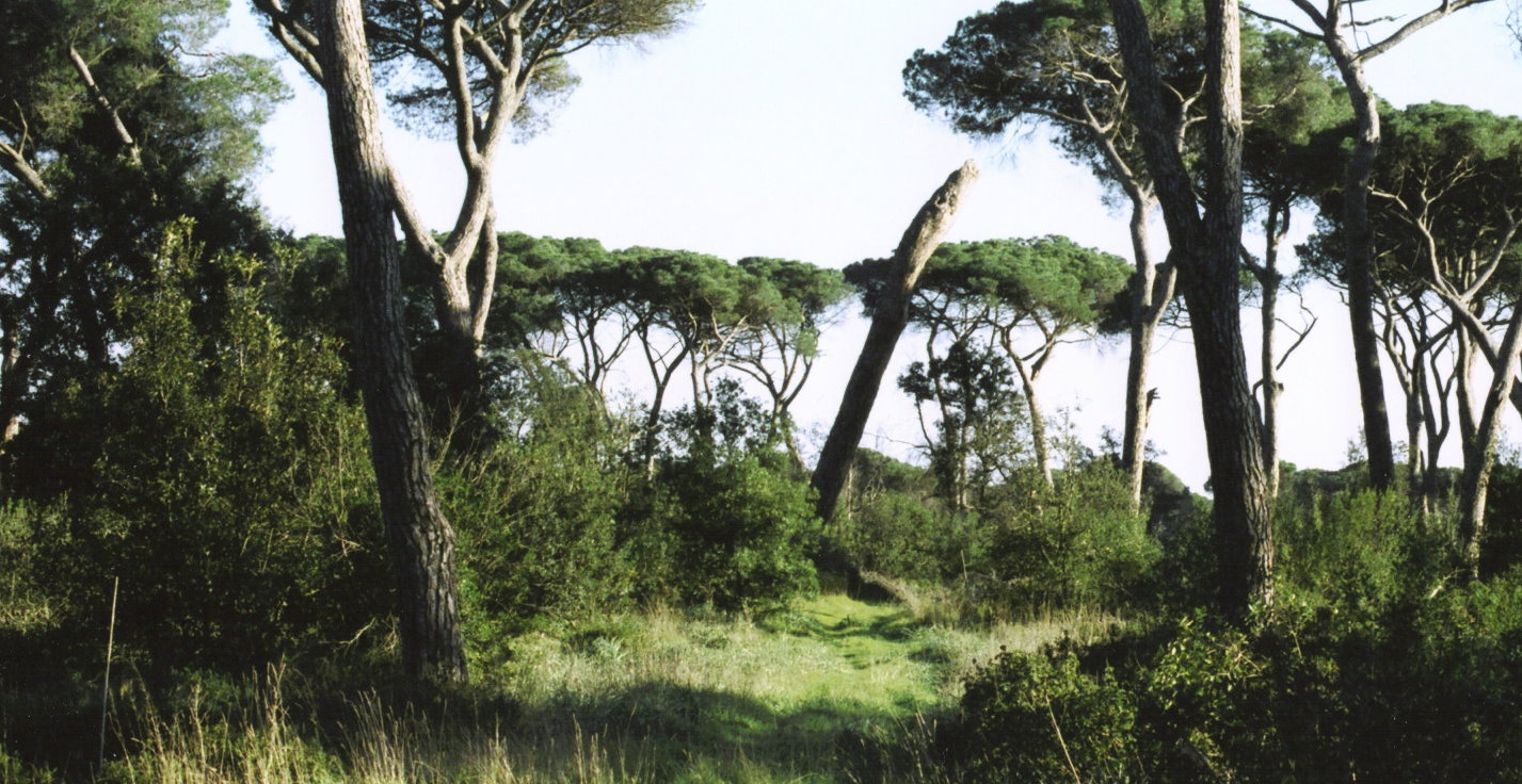 facciamo un giro in pineta?